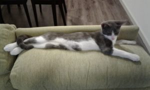 【間取り】工夫した点とオプション金額　２階編